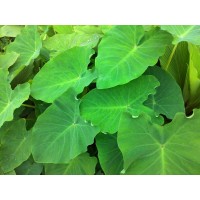 Colocasia leaves Pickle