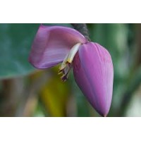 Banana Flower Pickle