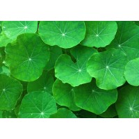 Brahmi Powder(Milk Mix)