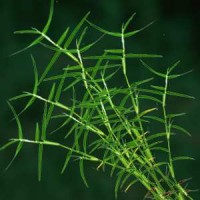 Durva Oil/Bermuda Grass
