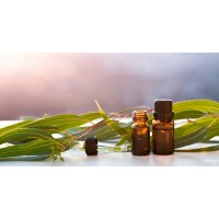 Eucalyptus Oil